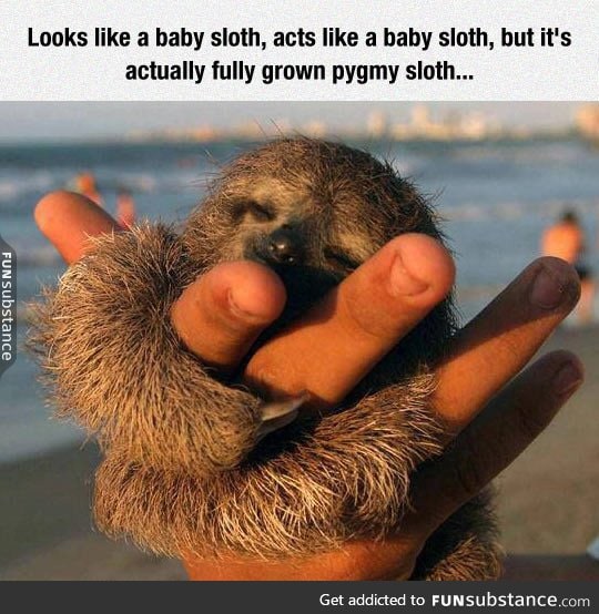 This pygmy sloth is a huger
