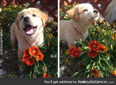 Cute lil pupper and pretty flowers :D