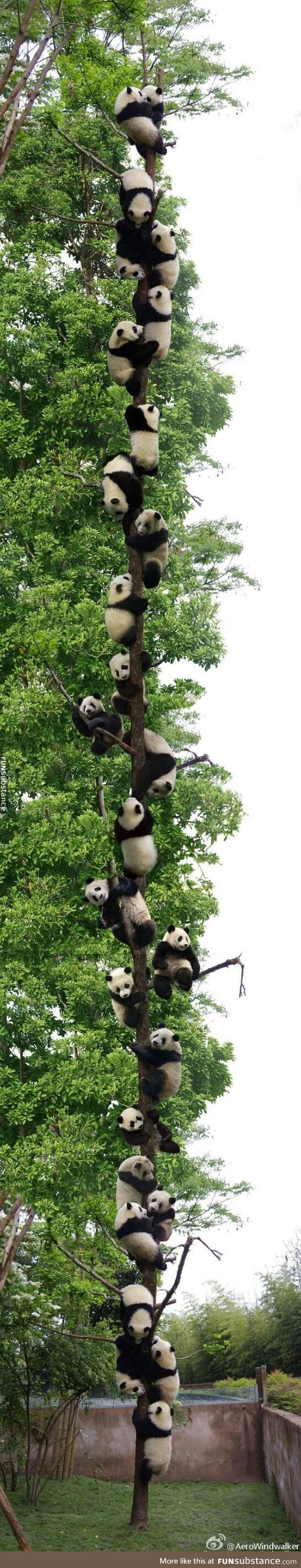 27 Pandas in a tree