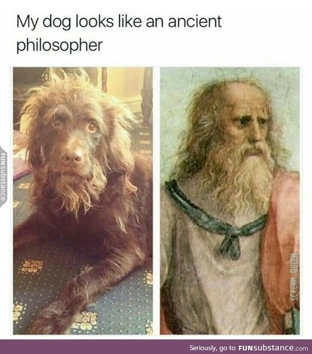This wise dog has a quest for you