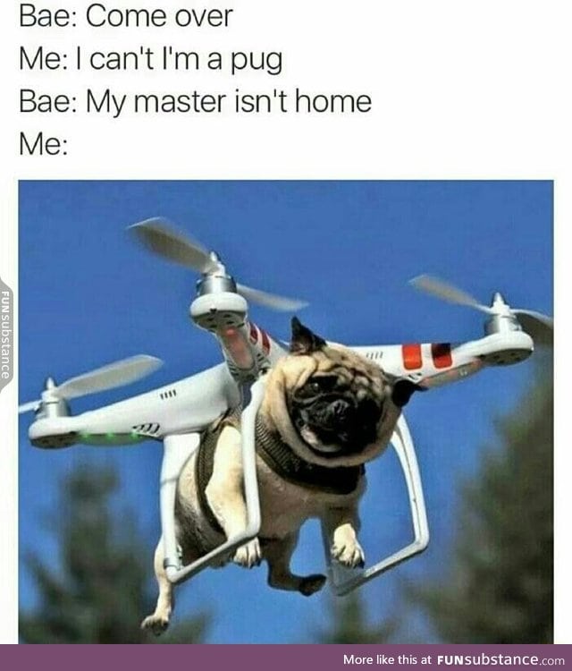 I don't give a flying pug