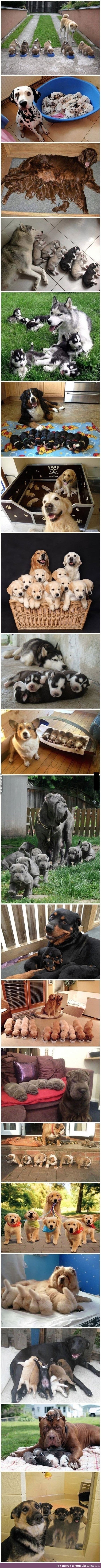 Doggos and their puppers