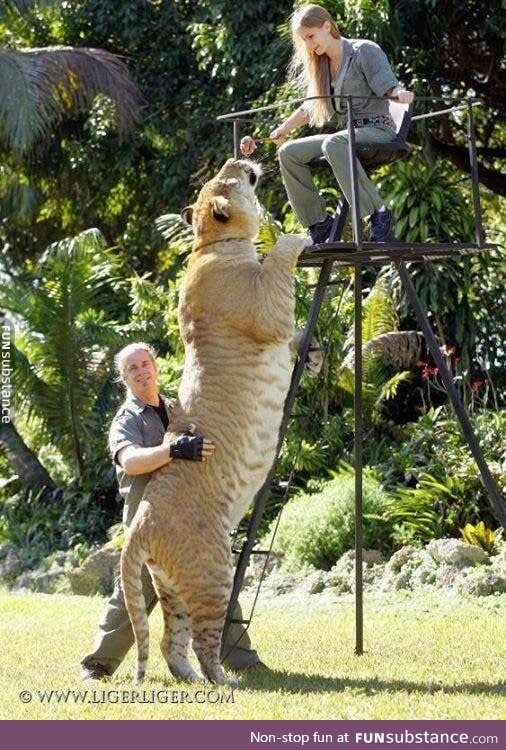 Day 618 of your daily dose of cute: Ligers are huge!