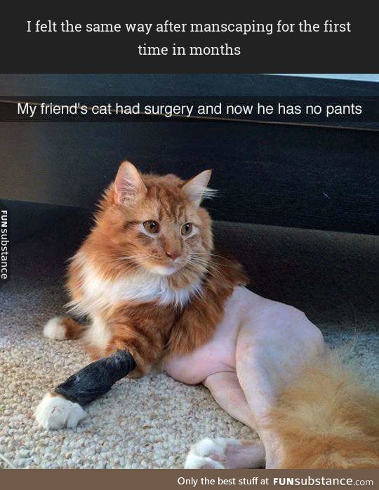 Half naked cat