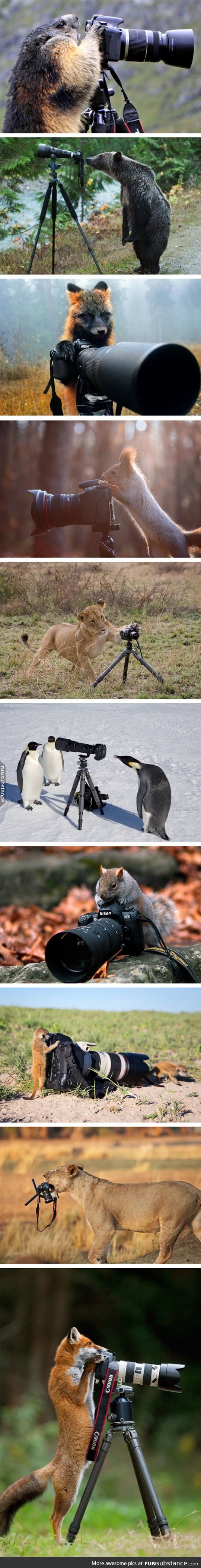 Animals who want to be photographers
