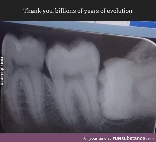 Thank you, billions of years of evolution