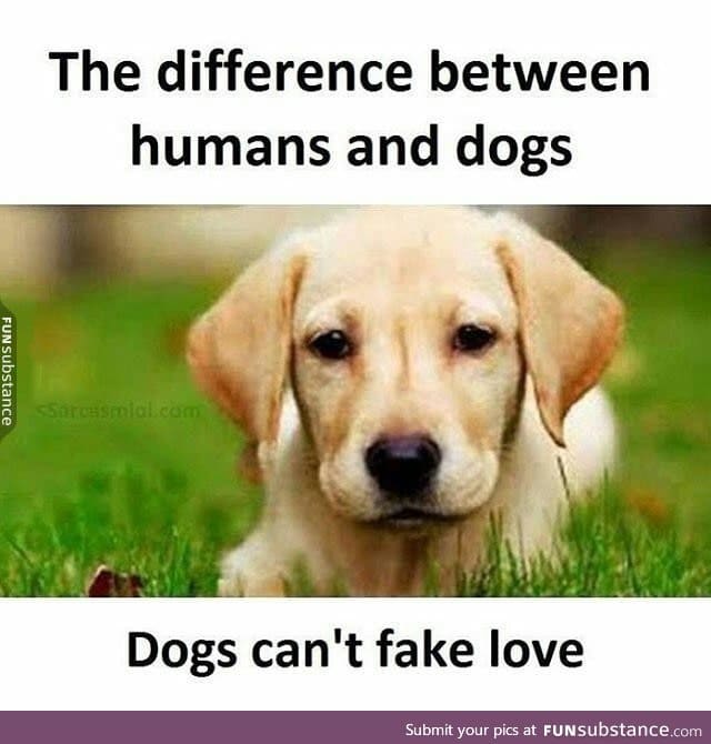 Love like doge