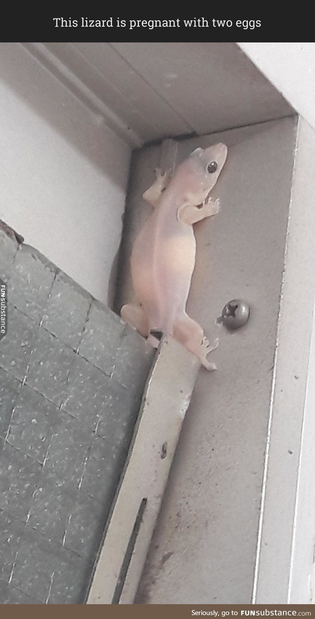 Pregnant lizard