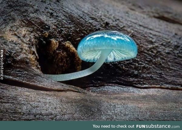 Blue mycena mushroom