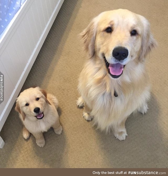 Doggo and mini doggo