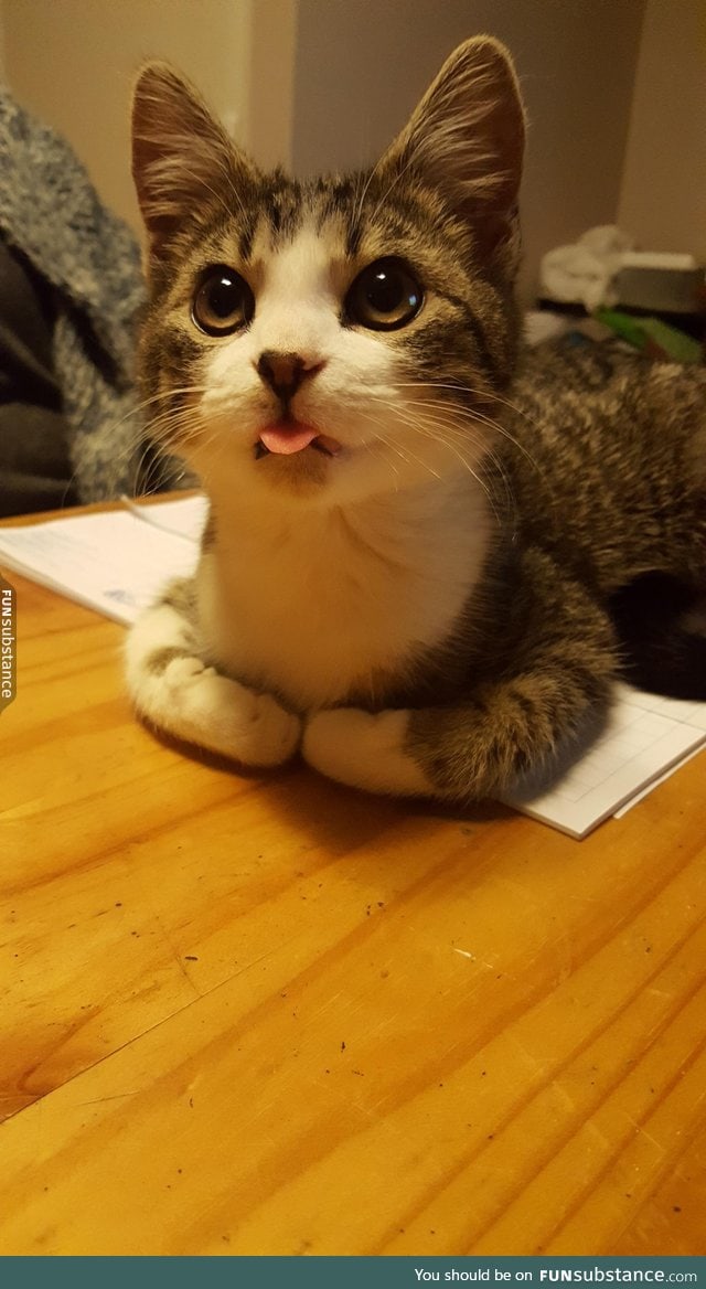 Kitty does a blep