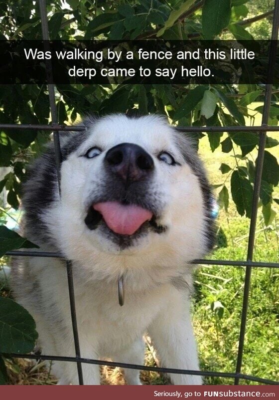 Derpy