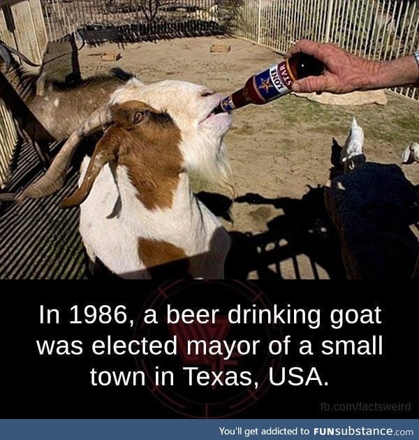 Goat mayor
