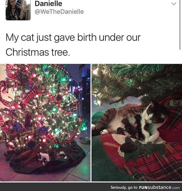 A Christmas miracle