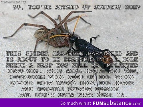 Spiders have more to fear