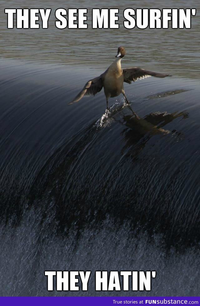 They see me surfin'