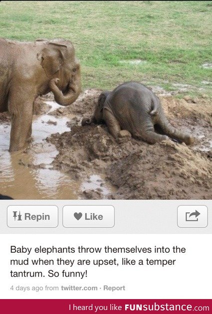 Angry baby elephant