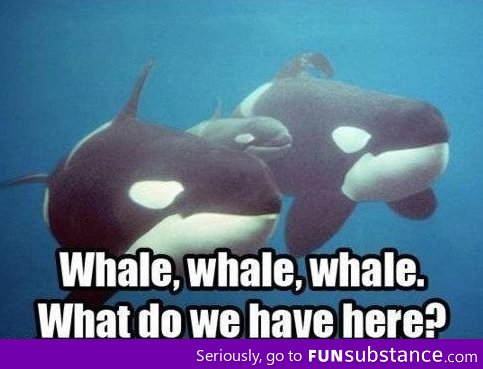 Whale whale whale...