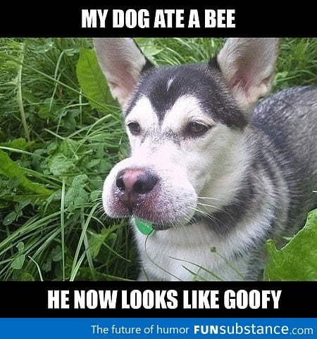 Dog ate a bee