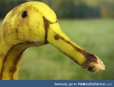 Duck with weird mutation