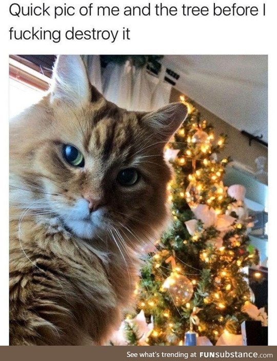 Every cats mission on christmas