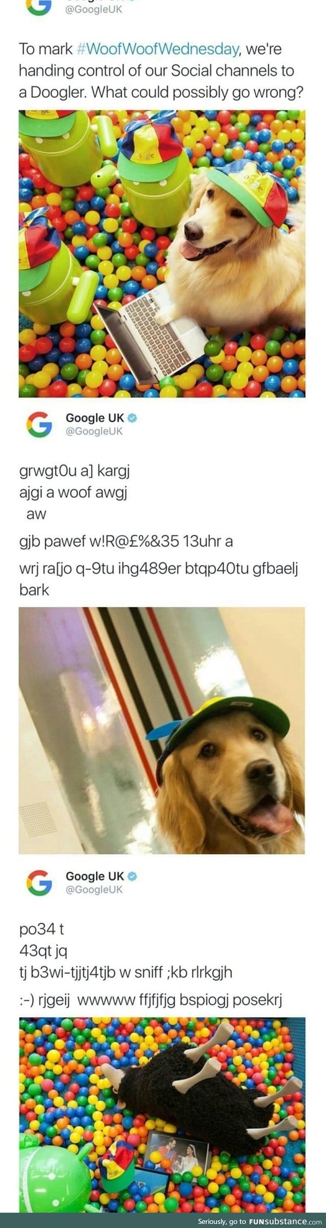 Doggo takes over Google