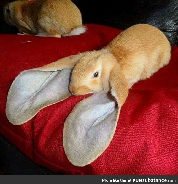 If Dumbo was a bunny