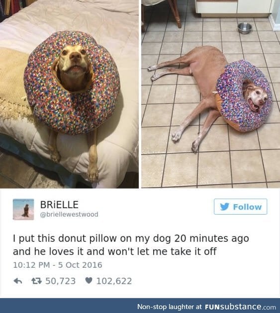 Donut doggo