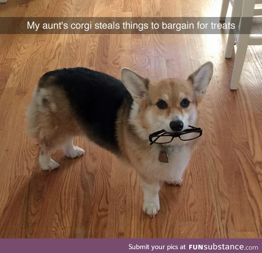 You win this time corgi