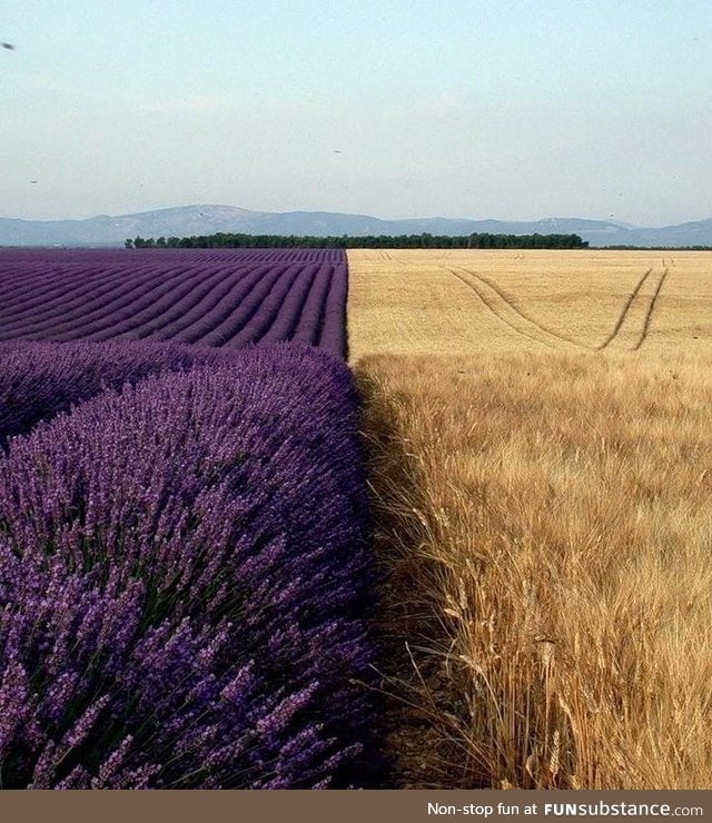 Lavender field next to a wheat field