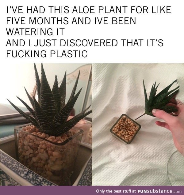 When you aren't a plant person