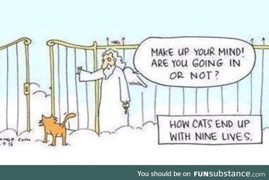 How cats end up with nine lives