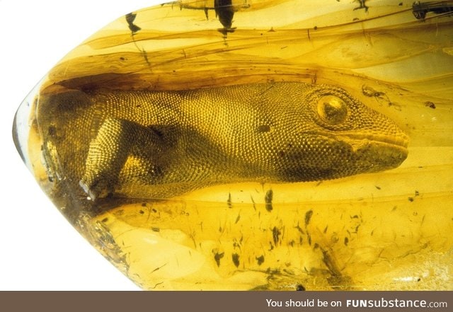 You like things preserved in amber? Check out this 54 million year old gekko