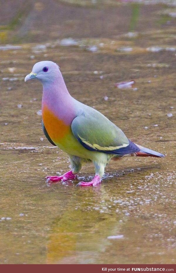 A tropical pigeon!