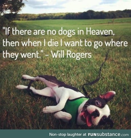 Dog heaven