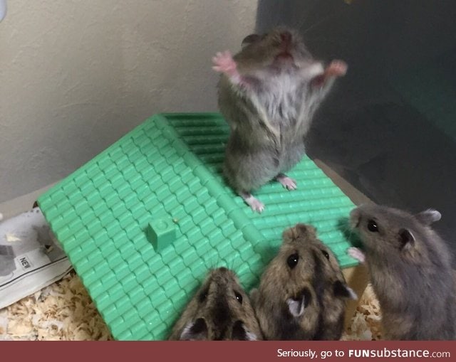 Hamster preaching to his people