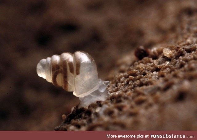 Snail with transparent shell discovered