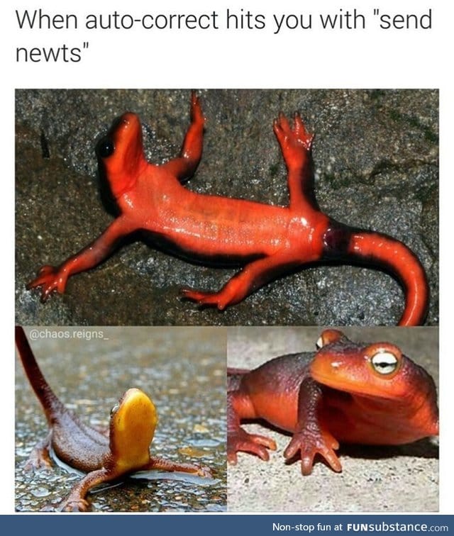 Newts FTW