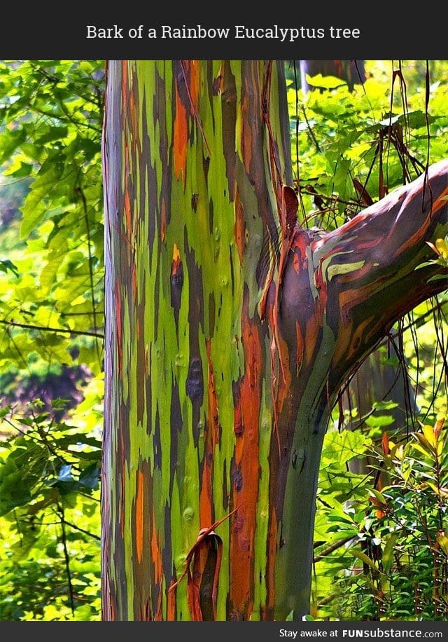 Looks like paint is seeping out of the Rainbow Eucalyptus tree