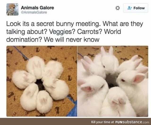 Bunny meeting