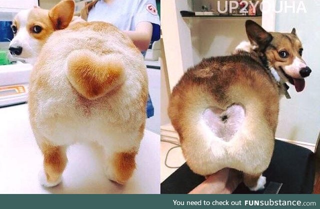 Corgi heart butt: Expectation vs reality