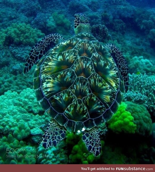 Stunning sea turtle shell