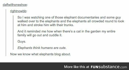 I wonder if elephants look at us online in an AU