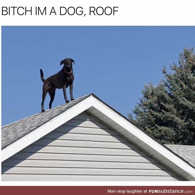 Roof woof motherf*cker