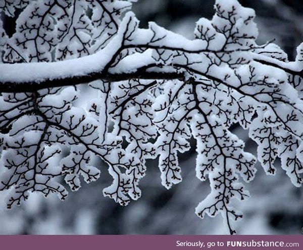 This tree's branches look like fractals