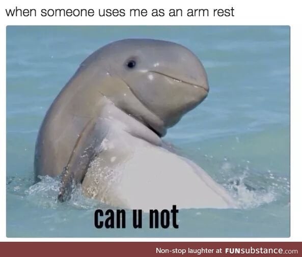 Being short... or dolphin