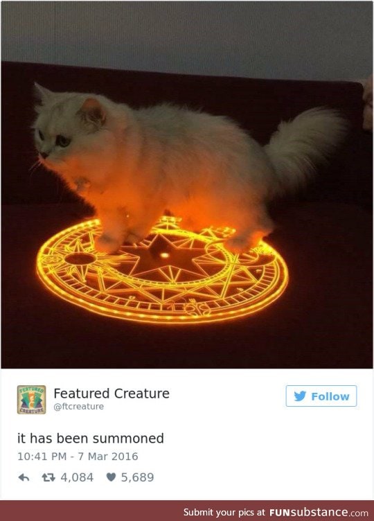 Kitty summon