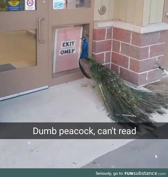 Dumbass peacock