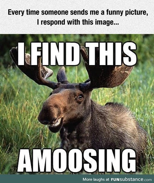 Amused moose