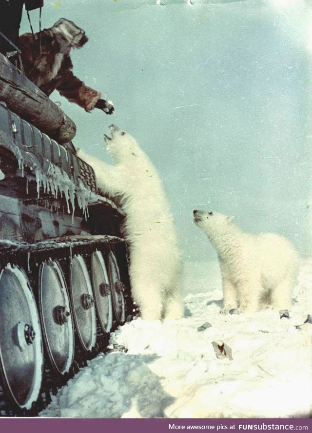 Russian soldiers feeding a polar bear from their tank 1950